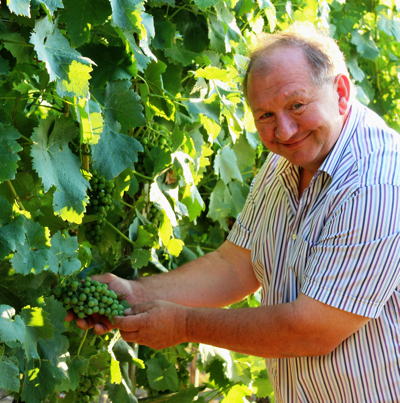 Walter Neumann prüft Trauben im Weinberg